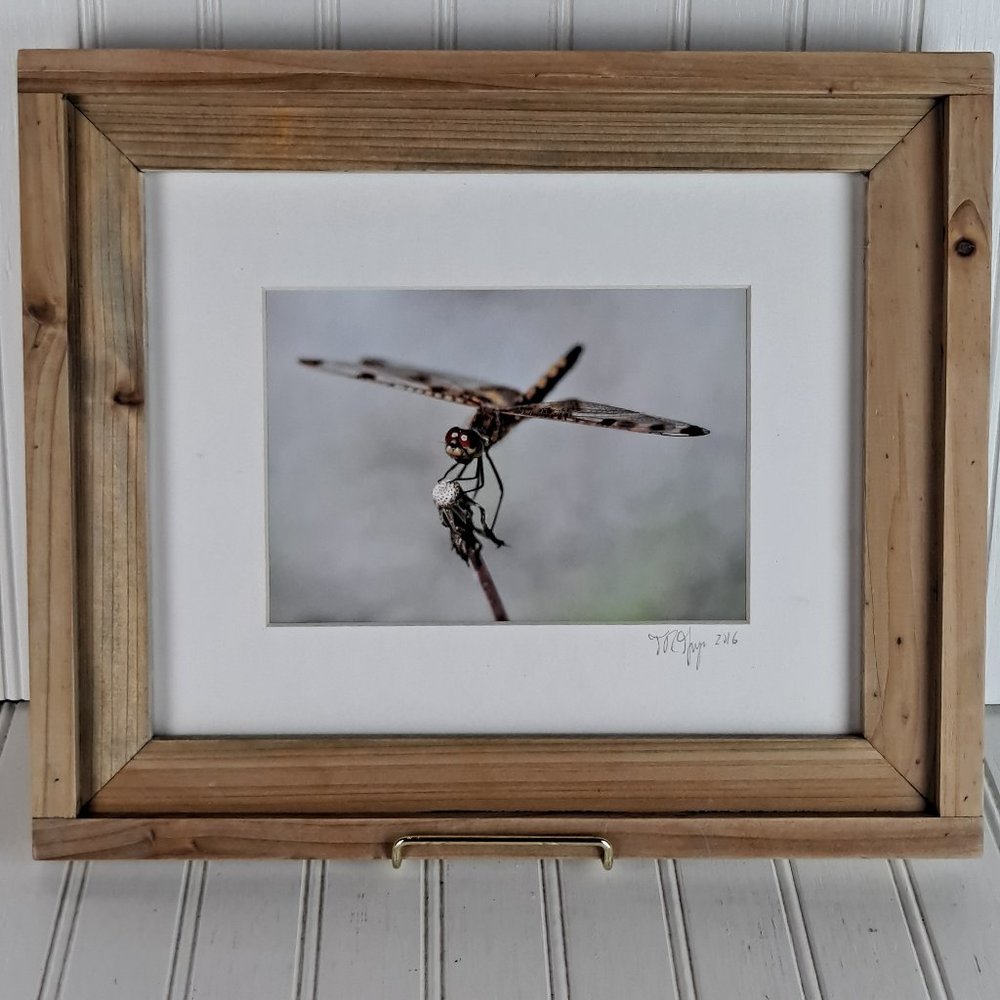 Signed Dragonfly Photo by Frank Gorga 2016
